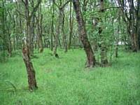 Oakenbank Wood